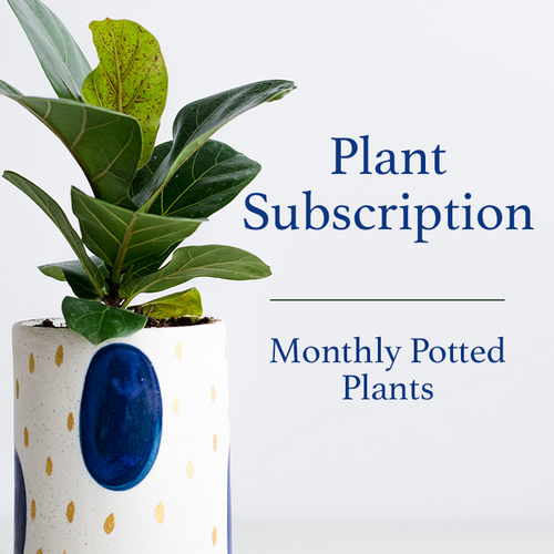 Monthly Potted Plant Subscription